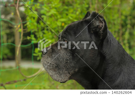 Cane Corso dog Cane Corso dog 140262604
