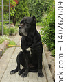 Cane Corso dog 140262609