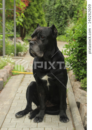 Cane Corso dog 140262609