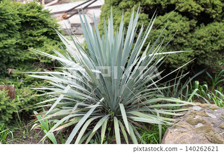 Yucca is a genus of arborescent evergreen plants of the subfamily Agaves. Green yucca bush in a greenhouse. Yucca is a genus of arborescent evergreen plants of the subfamily Agaves. Green yucca bush in a greenhouse. 140262621
