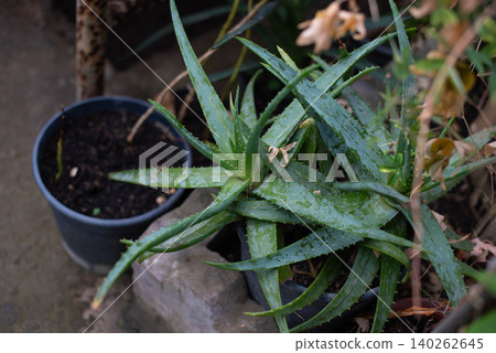 Aloe vera is grown in pots in the yard. Aloe vera, or aloe vera, is a succulent herbaceous plant, a species of the genus Aloe of the subfamily Asphodelaceae, family Liliaceae. Aloe vera is grown in pots in the yard. Aloe vera, or aloe vera, is a succulent herbaceous plant, a species of the genus Aloe of the subfamily Asphodelaceae, family Liliaceae. 140262645