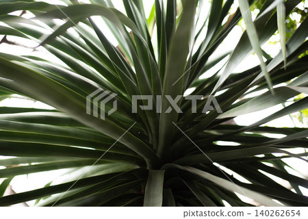 Yucca is a genus of arborescent evergreen plants of the subfamily Agaves. Green yucca bush in a greenhouse.  140262654