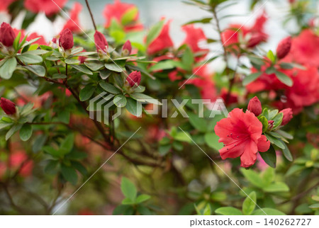 Flowering bright red azalea, genus rhododendron. Wallpaper. Space for text. High quality photo Flowering bright red azalea, genus rhododendron. Wallpaper. Space for text. High quality photo 140262727