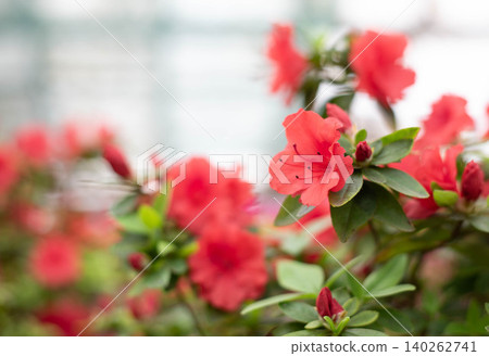 Flowering bright red azalea, genus rhododendron. Wallpaper. Space for text. High quality photo Flowering bright red azalea, genus rhododendron. Wallpaper. Space for text. High quality photo 140262741