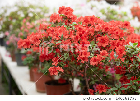 Flowering bright red azalea, genus rhododendron. Wallpaper. Space for text. High quality photo Flowering bright red azalea, genus rhododendron. Wallpaper. Space for text. High quality photo 140262753