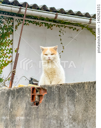 White and Ginger Cat Sitting on a Concrete Wall White and Ginger Cat Sitting on a Concrete Wall 140262831