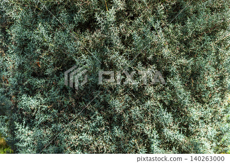 Green foliage with fine needle-like leaves in natural setting as background Green foliage with fine needle-like leaves in natural setting as background 140263000