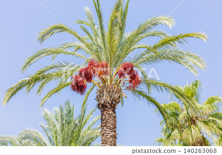 Date palm tree with ripe fruit against clear blue sky background Close up Date palm tree with ripe fruit against clear blue sky background Close up 140263068