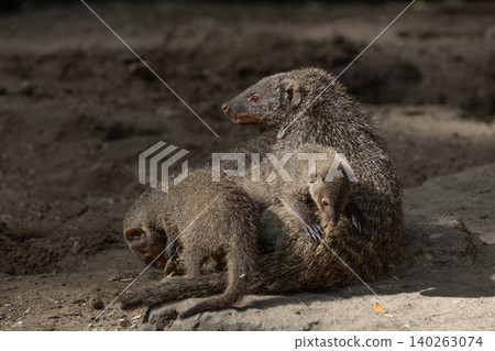 Banded Mongoose, group with baby, Mungos mungo Banded Mongoose, group with baby, Mungos mungo 140263074