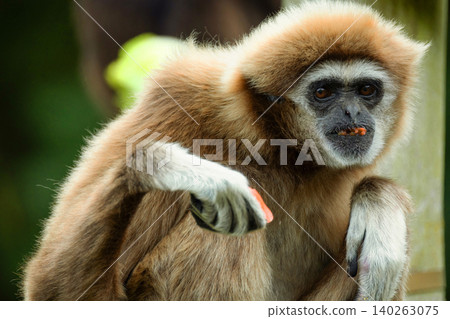 lar gibbon white-handed gibbon, an endangered primate in the gibbon family lar gibbon white-handed gibbon, an endangered primate in the gibbon family 140263075