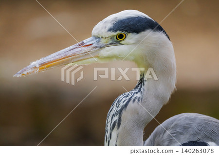 l gray heron . bird is several shades of grey with a long beak. l gray heron . bird is several shades of grey with a long beak. 140263078
