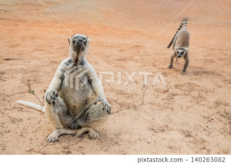 Sifaka lemur (Propithecus verreauxi), Madagascar nature Sifaka lemur (Propithecus verreauxi), Madagascar nature 140263082