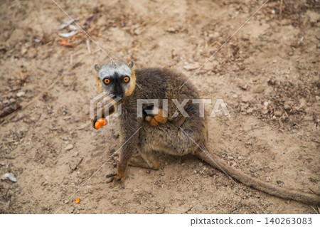 Common brown lemur (Eulemur fulvus) with orange eyes. 140263083