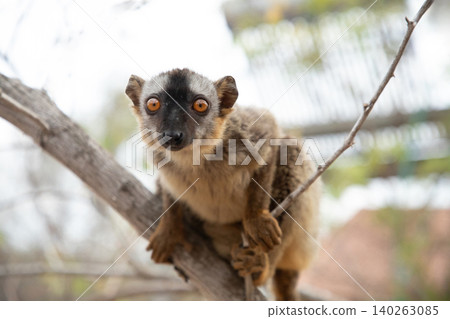 Common brown lemur Eulemur fulvus with orange eyes. Common brown lemur Eulemur fulvus with orange eyes. 140263085