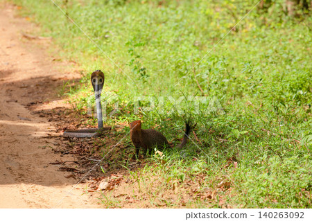 mongoose fights with an aggressive cobra in the wild mongoose fights with an aggressive cobra in the wild 140263092