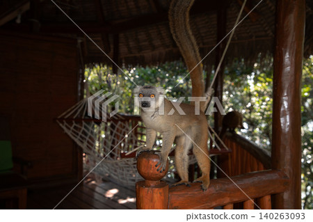 Crowned lemur (Eulemur Coronatus), endemic animal Crowned lemur (Eulemur Coronatus), endemic animal 140263093