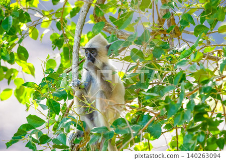 black faced grey langur monkey in Yala National Park black faced grey langur monkey in Yala National Park 140263094