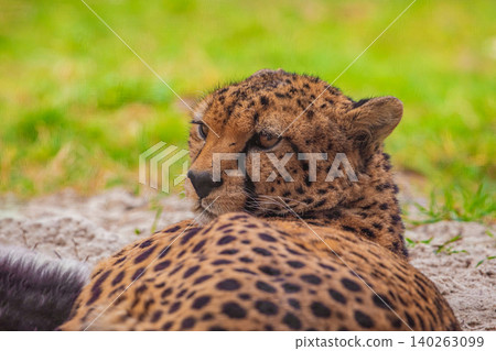 cheetah resting on green grass, very close eye contact. cheetah resting on green grass, very close eye contact. 140263099