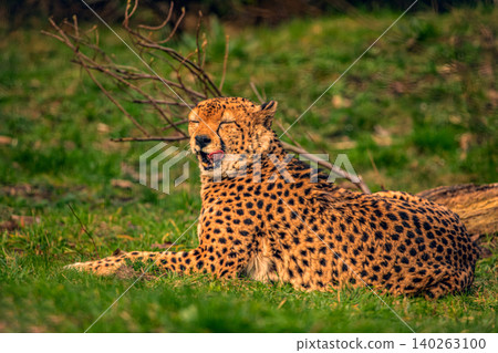 cheetah resting on green grass, very close eye contact. cheetah resting on green grass, very close eye contact. 140263100