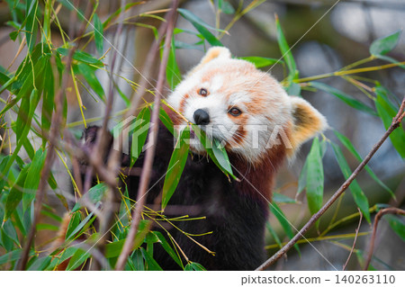 red panda Ailurus fulgens, lesser panda, is a small mammal red panda Ailurus fulgens, lesser panda, is a small mammal 140263110
