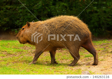Capybara Kapibara Hydrochoerus hydrochaeris Capybara Kapibara Hydrochoerus hydrochaeris 140263116