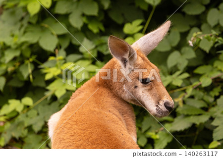 Portrait of an Australian medium sized kangaroo in selective focus Portrait of an Australian medium sized kangaroo in selective focus 140263117