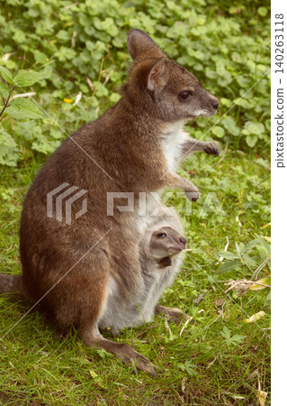 Bennett's wallaby Macropus or Notamacropus rufogriseus Bennett's wallaby Macropus or Notamacropus rufogriseus 140263118