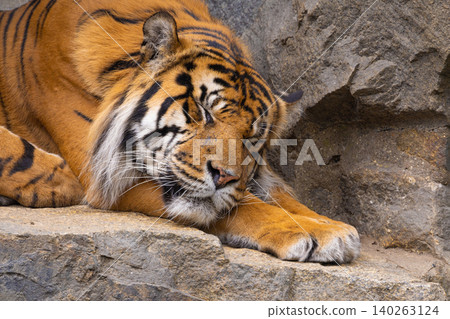 Tiger cubs playing with his mother,sumatra tiger Panthera tigris Tiger cubs playing with his mother,sumatra tiger Panthera tigris 140263124