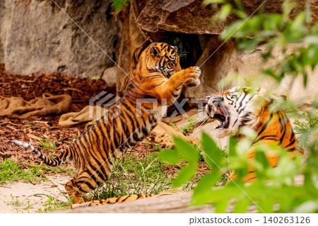 Sumatran tiger family with two little cubs Sumatran tiger family with two little cubs 140263126