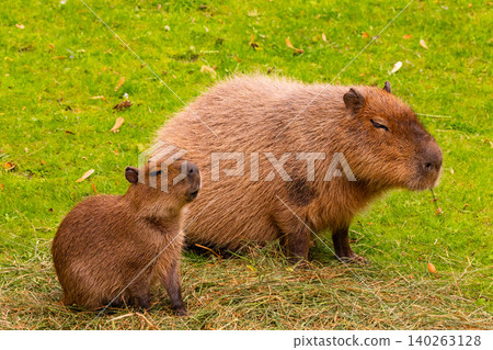 Two capybaras resting on green grass in a serene natural environment with soft sunlight Two capybaras resting on green grass in a serene natural environment with soft sunlight 140263128