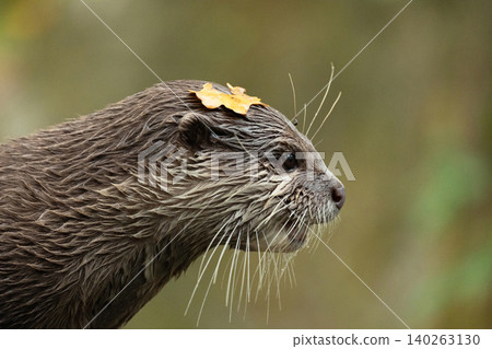 Asian small clawed otter Amblonyx cinerea, small clawed otter Asian small clawed otter Amblonyx cinerea, small clawed otter 140263130