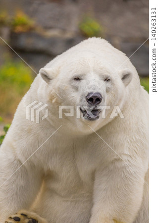 Polar bear with thick white fur sitting on rocky terrain Polar bear with thick white fur sitting on rocky terrain 140263131