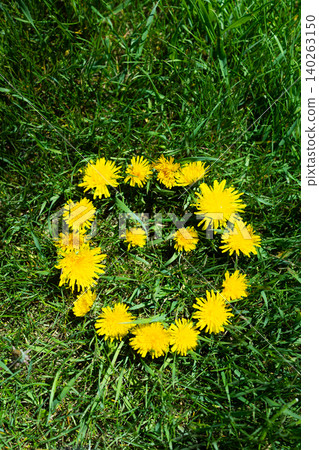 Yellow dandelion flowers arranged in a circle on lush green grass in a sunny natural garden scene Yellow dandelion flowers arranged in a circle on lush green grass in a sunny natural garden scene 140263150