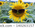 Sunflower with dark sunglasses in a field 140263157