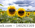 Two sunflowers wearing sunglasses in a summer field under cloudy sky 140263169