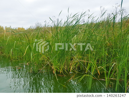 Lush green reeds and grasses growing along the edge of a calm water body under a cloudy sky in a natural wetland environment Lush green reeds and grasses growing along the edge of a calm water body under a cloudy sky in a natural wetland environment 140263247