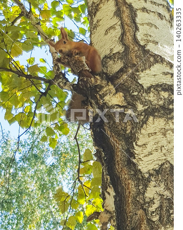 Red squirrel perched on a birch tree branch surrounded by green leaves, showcasing its bushy tail and alert posture in a natural outdoor setting 140263335