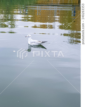 White seagull swimming on calm water surface with reflections of trees and sky in a serene natural setting near a park or waterfront area White seagull swimming on calm water surface with reflections of trees and sky in a serene natural setting near a park or waterfront area 140263353