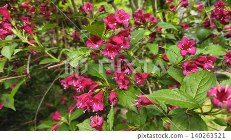 Close-up of vibrant Weigela florida Bristol Ruby blossoms in full bloom, showcasing rich magenta-red flowers and fresh green foliage in a lush spring garden Close-up of vibrant Weigela florida Bristol Ruby blossoms in full bloom, showcasing rich magenta-red flowers and fresh green foliage in a lush spring garden 140263521