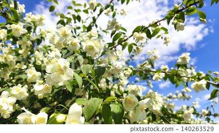 Blooming mock orange,Philadelphus shrub with white flowers and lush green leaves. Botanical detail, decorative gardening, flowering, plant anatomy, and urban vegetation texture Blooming mock orange,Philadelphus shrub with white flowers and lush green leaves. Botanical detail, decorative gardening, flowering, plant anatomy, and urban vegetation texture 140263529