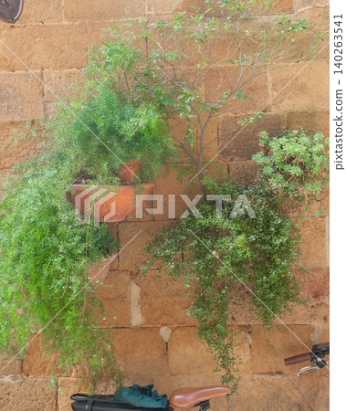 Decorative wall with climbing greenery and terracotta pots. Rustic background, natural texture and organic urban design concept. Decorative wall with climbing greenery and terracotta pots. Rustic background, natural texture and organic urban design concept. 140263541
