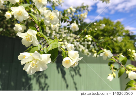 profusely blooming jasmine bush, or Philadelphia jasmine, with white flowers and lush foliage above a green fence. A garden ornament and seasonal addition to the natural landscape. Space for text profusely blooming jasmine bush, or Philadelphia jasmine, with white flowers and lush foliage above a green fence. A garden ornament and seasonal addition to the natural landscape. Space for text 140263560