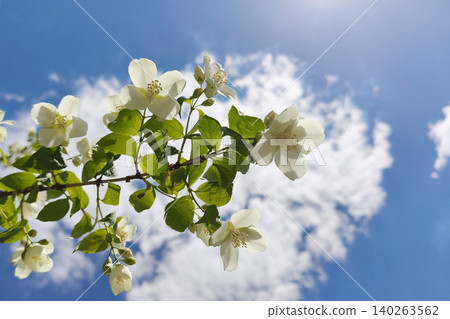 branch of jasmine, or Philadelphia jasmine, with white flowers and lush foliage over a green fence. A garden decoration and seasonal addition to a natural backdrop. Copy space 140263562