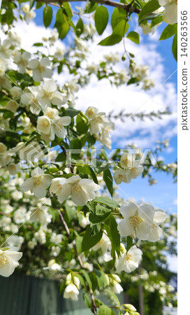 profusely blooming jasmine bush, or Philadelphia jasmine, with white flowers and lush foliage above a green fence. A garden ornament and seasonal addition to the natural landscape. copy space profusely blooming jasmine bush, or Philadelphia jasmine, with white flowers and lush foliage above a green fence. A garden ornament and seasonal addition to the natural landscape. copy space 140263566