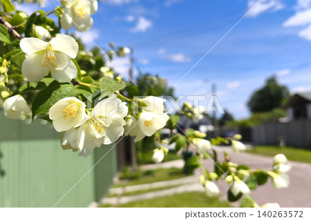 Close up jasmine, mock orange Philadelphus shrub with white flowers and lush green leaves blooming under the fance. Botanical detail, decorative gardening, flowering, and urban vegetation texture Close up jasmine, mock orange Philadelphus shrub with white flowers and lush green leaves blooming under the fance. Botanical detail, decorative gardening, flowering, and urban vegetation texture 140263572