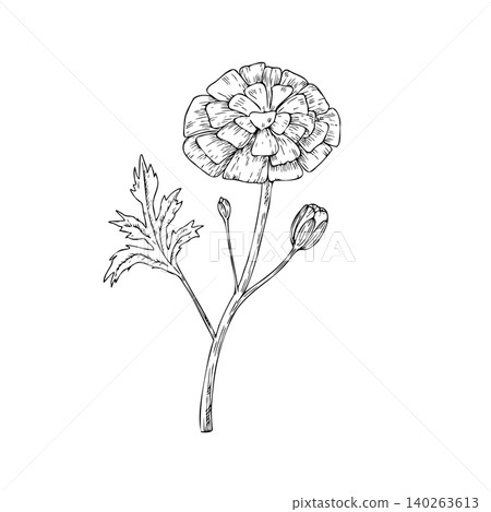 Vector marigold flower, graphic hand drawn isolated illustration. Botanical hand drawn illustration isolated on background. Ideal for seasonal, halloween, forest, or nature-themed designs. Rustic 140263613