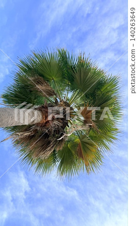 Tropical Scenery Imagery. Vibrant Green Palm Leaves And Textured Trunk Under Blue Skies. Upward View Of Tropical Palms With Sunlit Fronds And Soft Cirrus Clouds Overhead Tropical Scenery Imagery. Vibrant Green Palm Leaves And Textured Trunk Under Blue Skies. Upward View Of Tropical Palms With Sunlit Fronds And Soft Cirrus Clouds Overhead 140263649