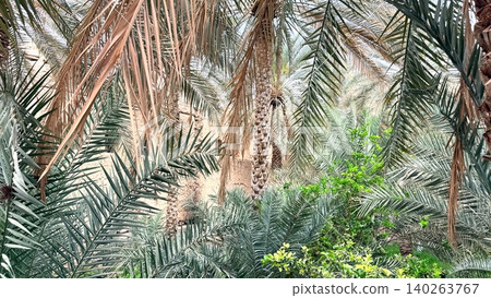 Dense Date Canopy With Layered Fronds, Green Textured Foliage And Filtered Sunlight, Close Intimate View Of Orchard Growth And Harvest Readiness, Tranquil Botanical Atmosphere Dense Date Canopy With Layered Fronds, Green Textured Foliage And Filtered Sunlight, Close Intimate View Of Orchard Growth And Harvest Readiness, Tranquil Botanical Atmosphere 140263767