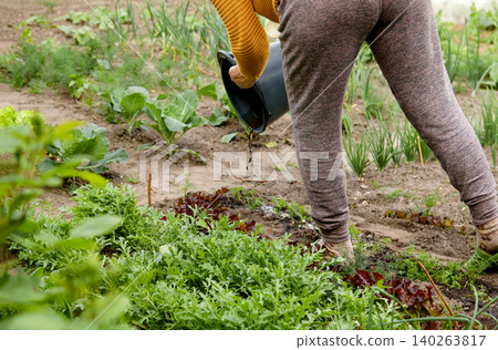 Gardener pouring liquid fertilizer or water from a bucket onto vegetable beds. Farmer fertilizing organic soil and green plants in the backyard countryside garden Gardener pouring liquid fertilizer or water from a bucket onto vegetable beds. Farmer fertilizing organic soil and green plants in the backyard countryside garden 140263817