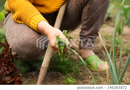 Close-up of a woman hand weeding the ground in a vegetable garden. Farmer pulling out weeds from the soil next to green plants in the countryside Close-up of a woman hand weeding the ground in a vegetable garden. Farmer pulling out weeds from the soil next to green plants in the countryside 140263872